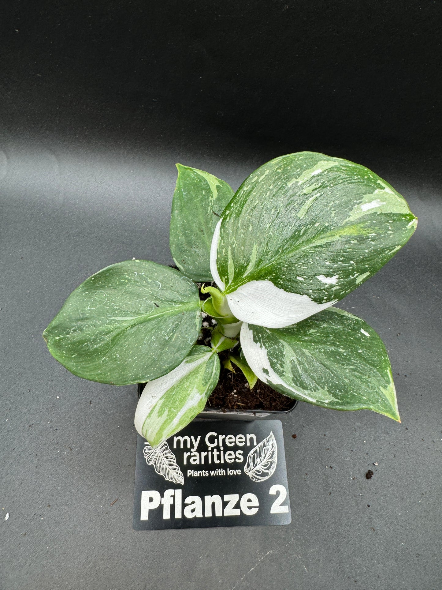 Philodendron White wizard