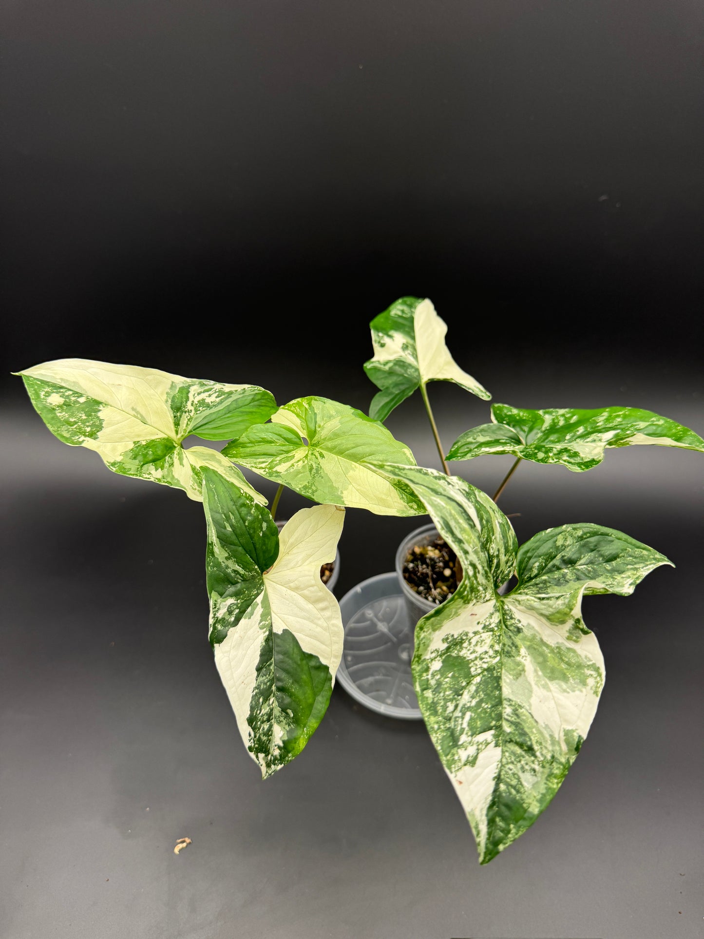 Syngonium albo variegata