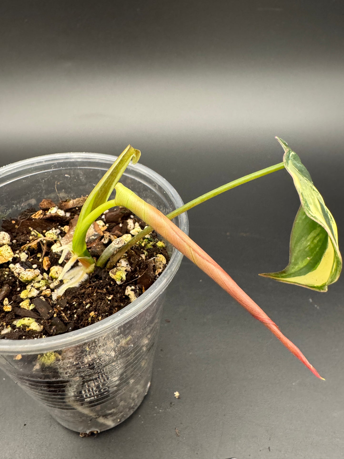 Philodendron micans variegata