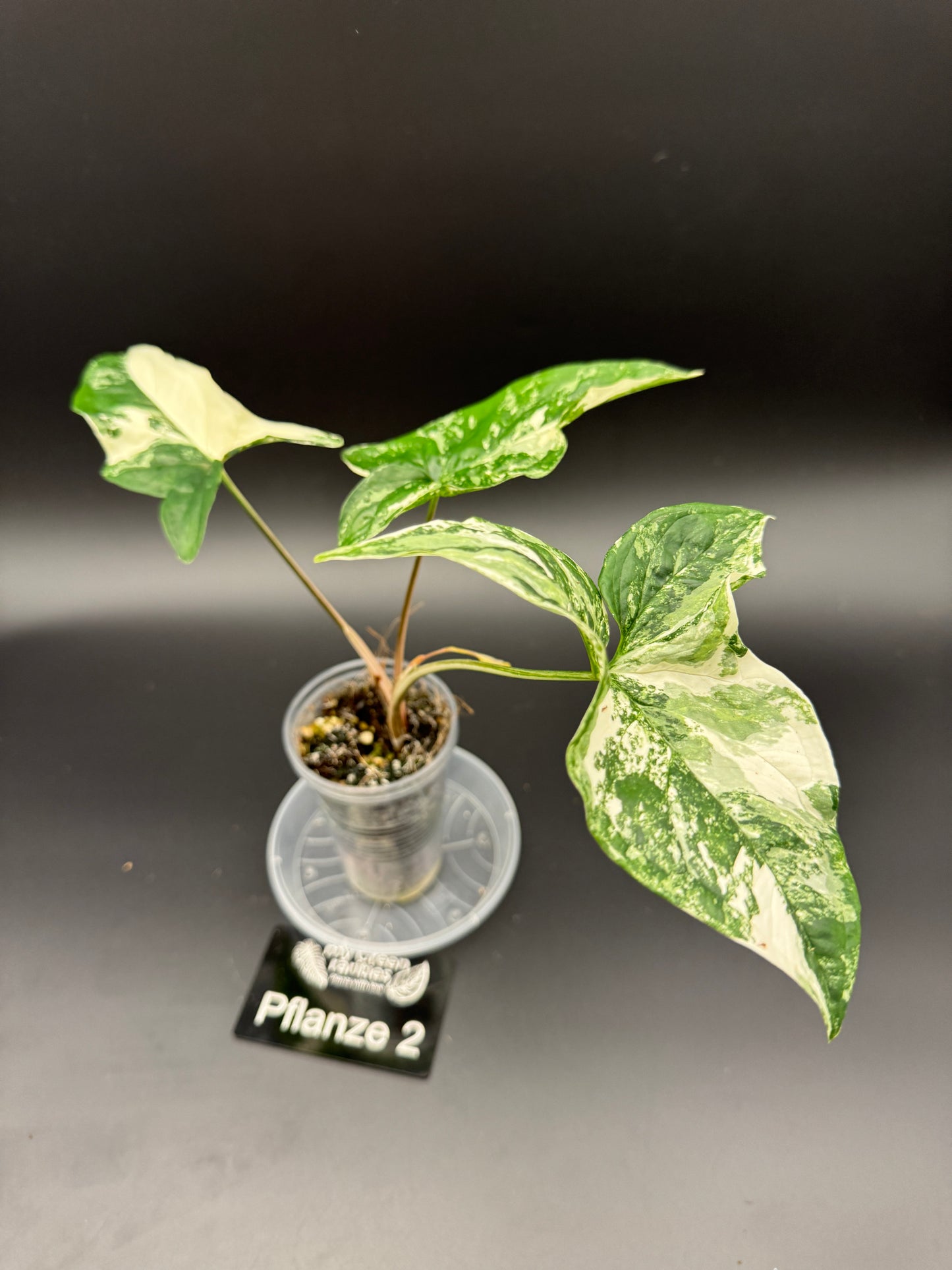 Syngonium albo variegata