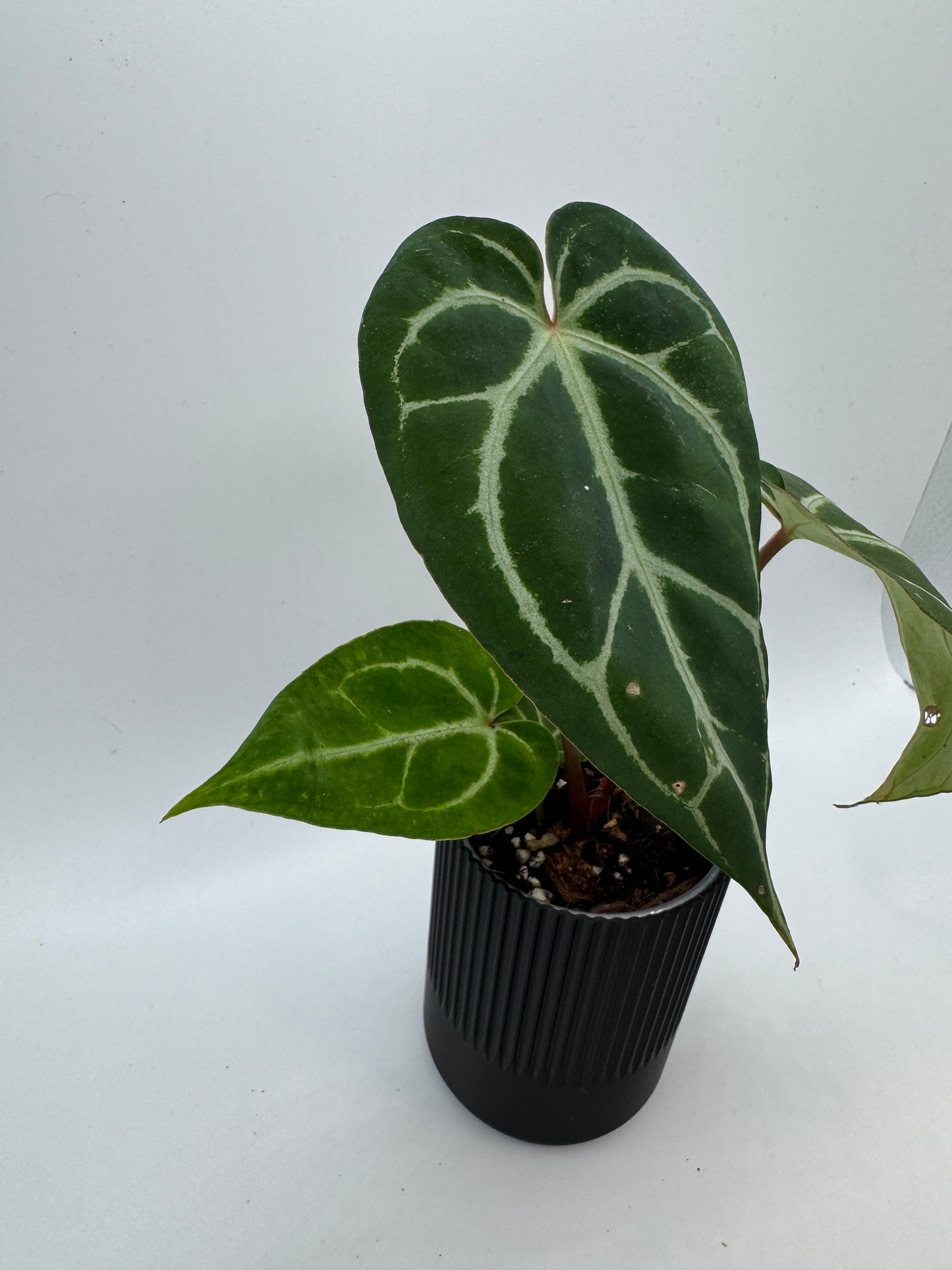 Anthurium christalinum