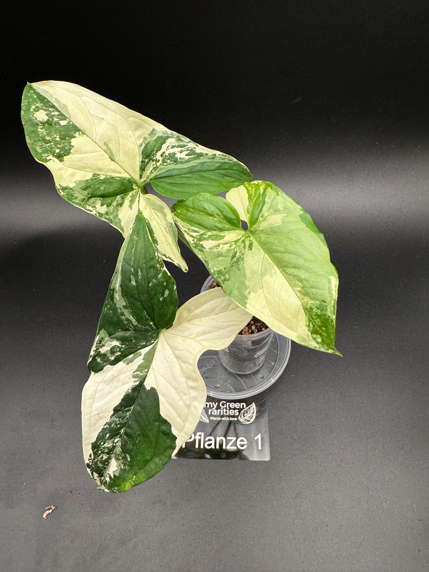 Syngonium albo variegata