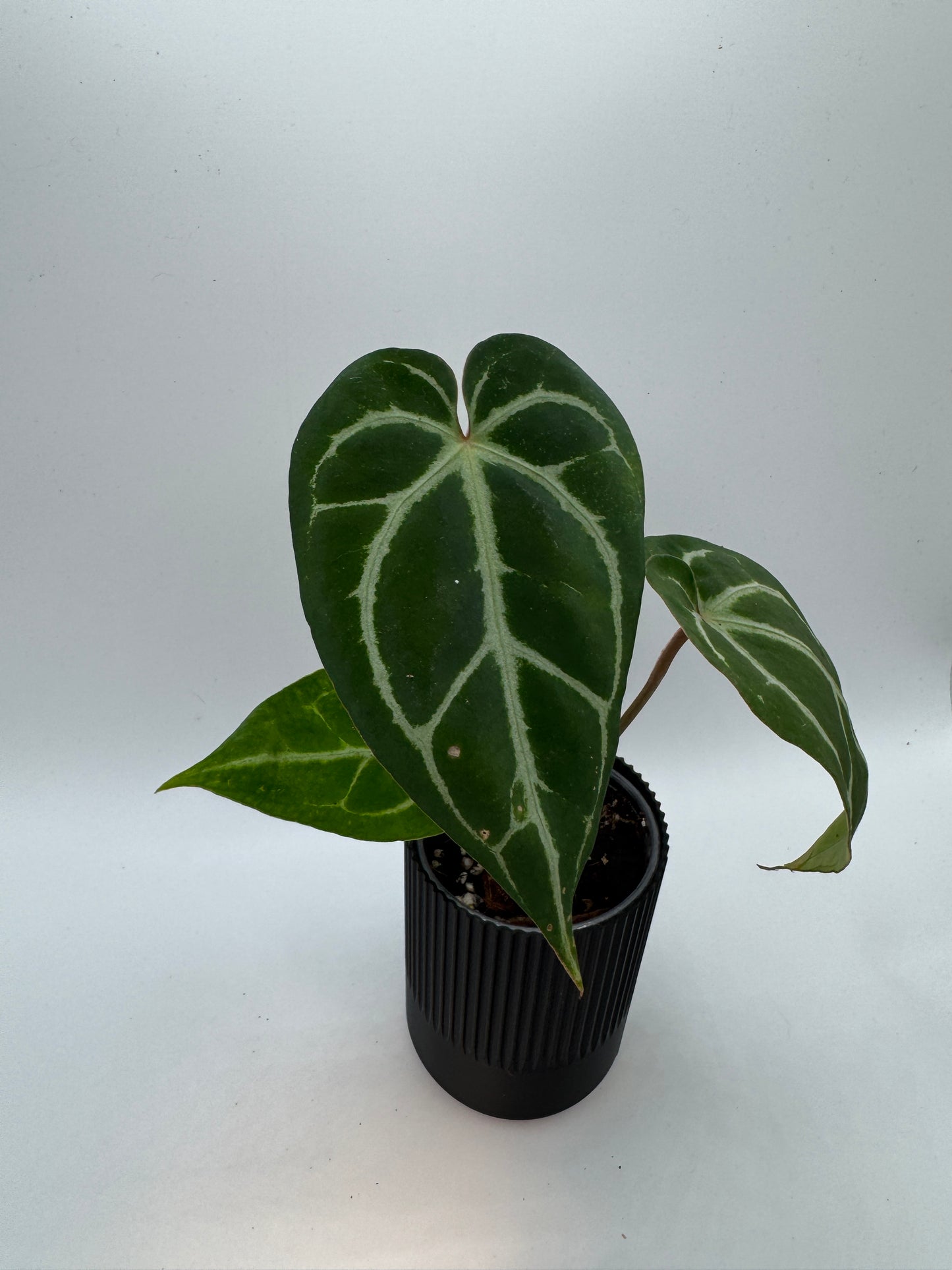 Anthurium christalinum