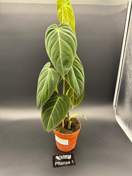 Philodendron Melanochrysum