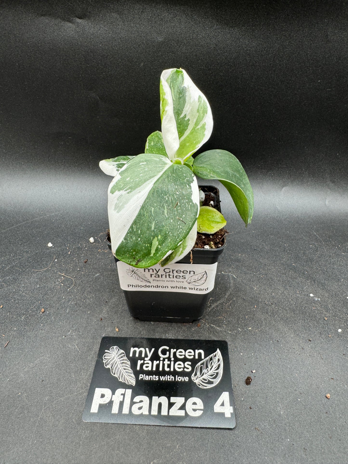 Philodendron White wizard