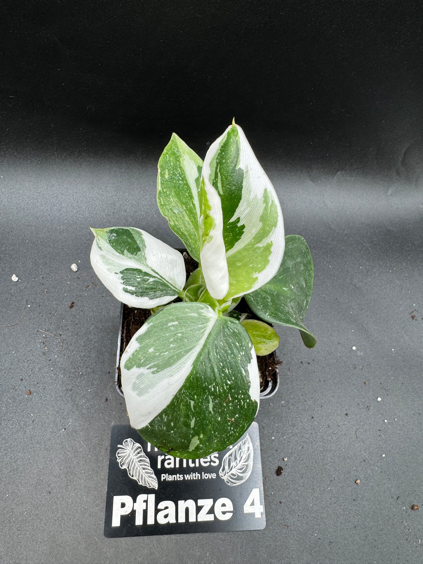 Philodendron White wizard