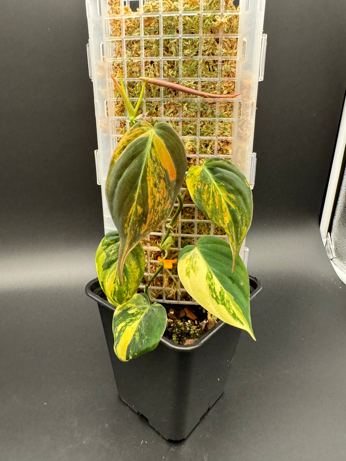 Philodendron micans variegata