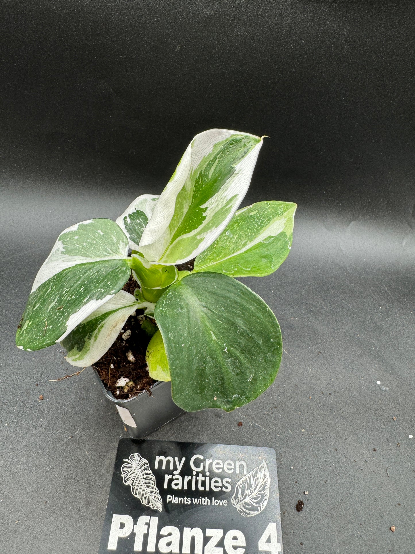 Philodendron White wizard