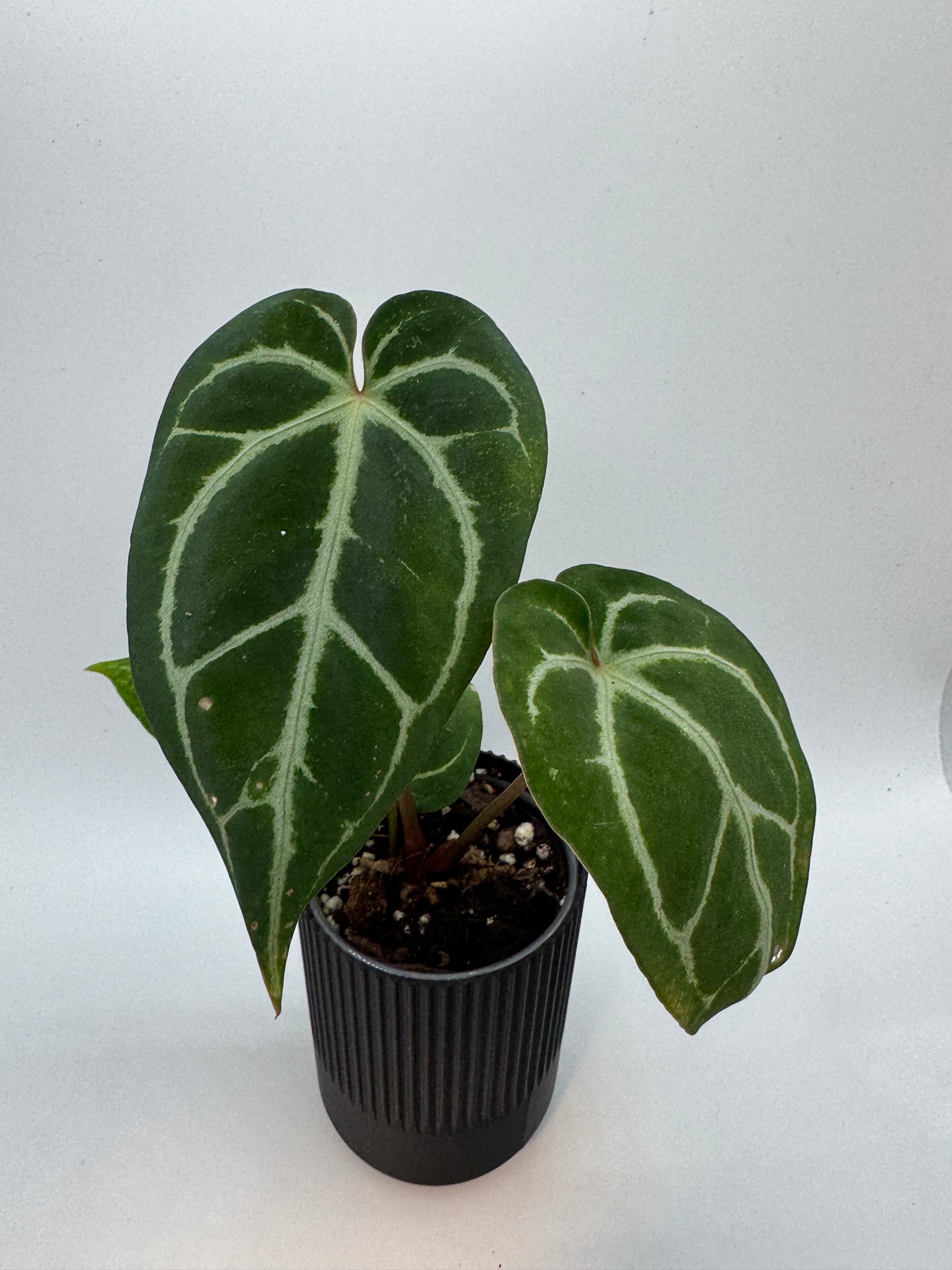 Anthurium christalinum