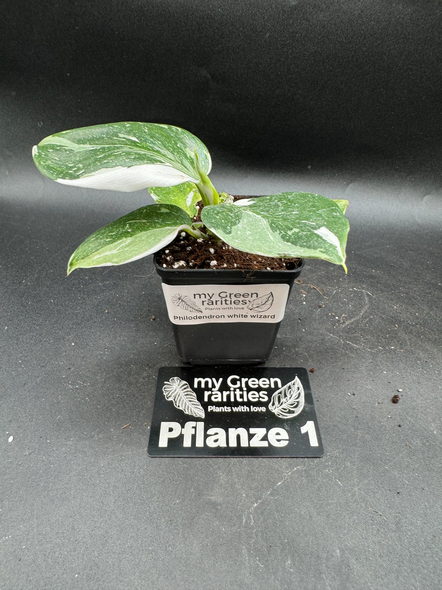 Philodendron White wizard