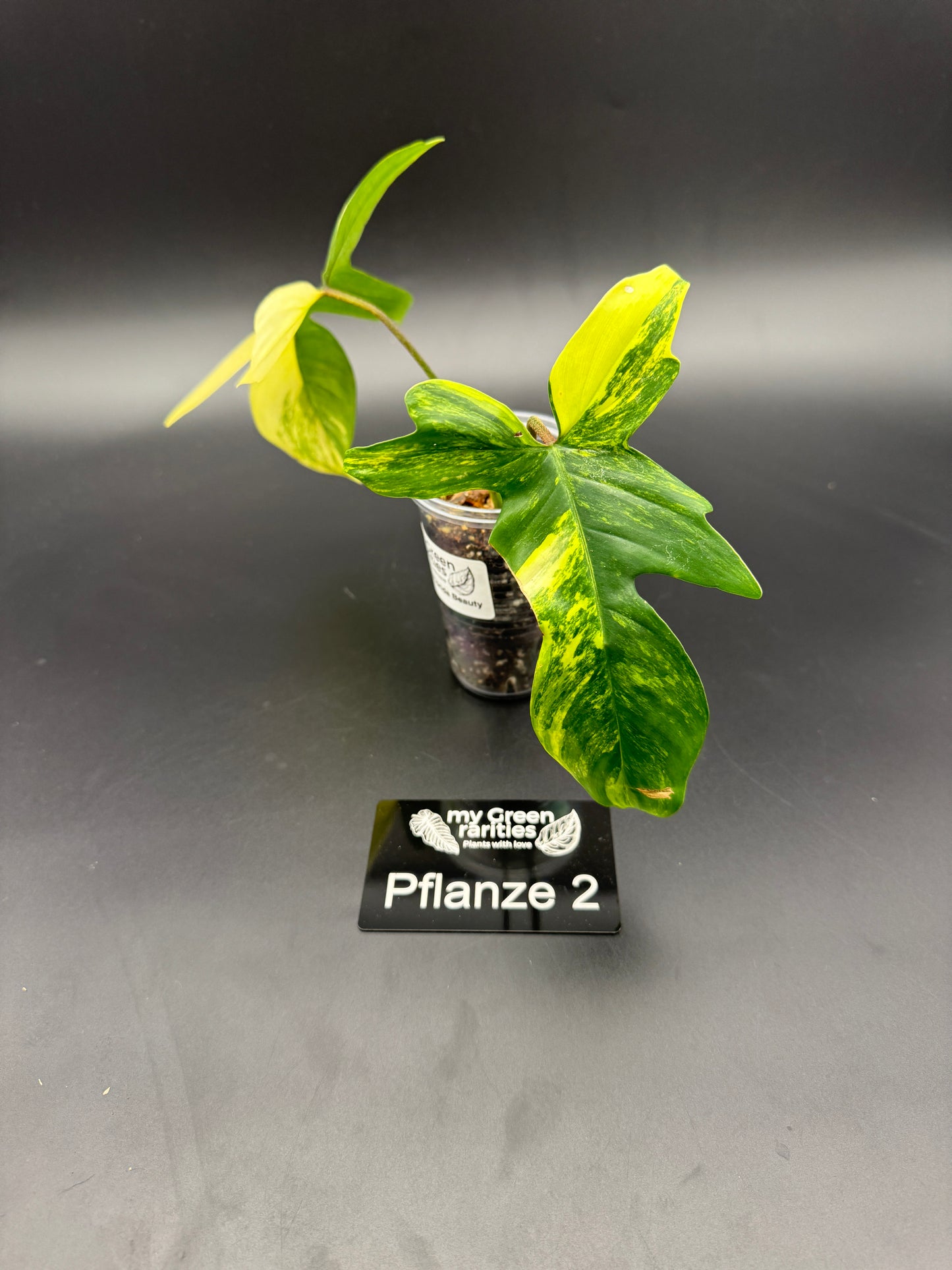 Philodendron Florida Beauty