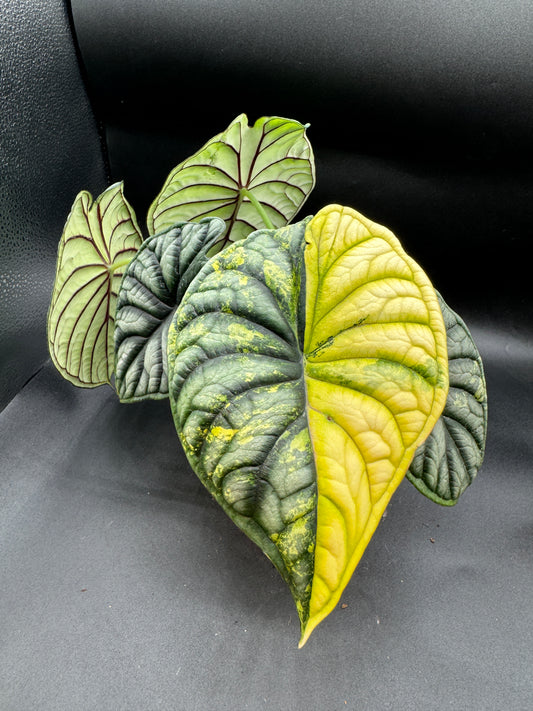 Alocasia Dragon Scale Aurea variegata