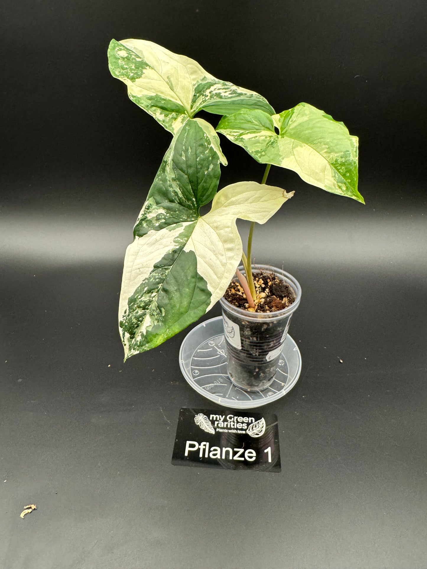 Syngonium albo variegata