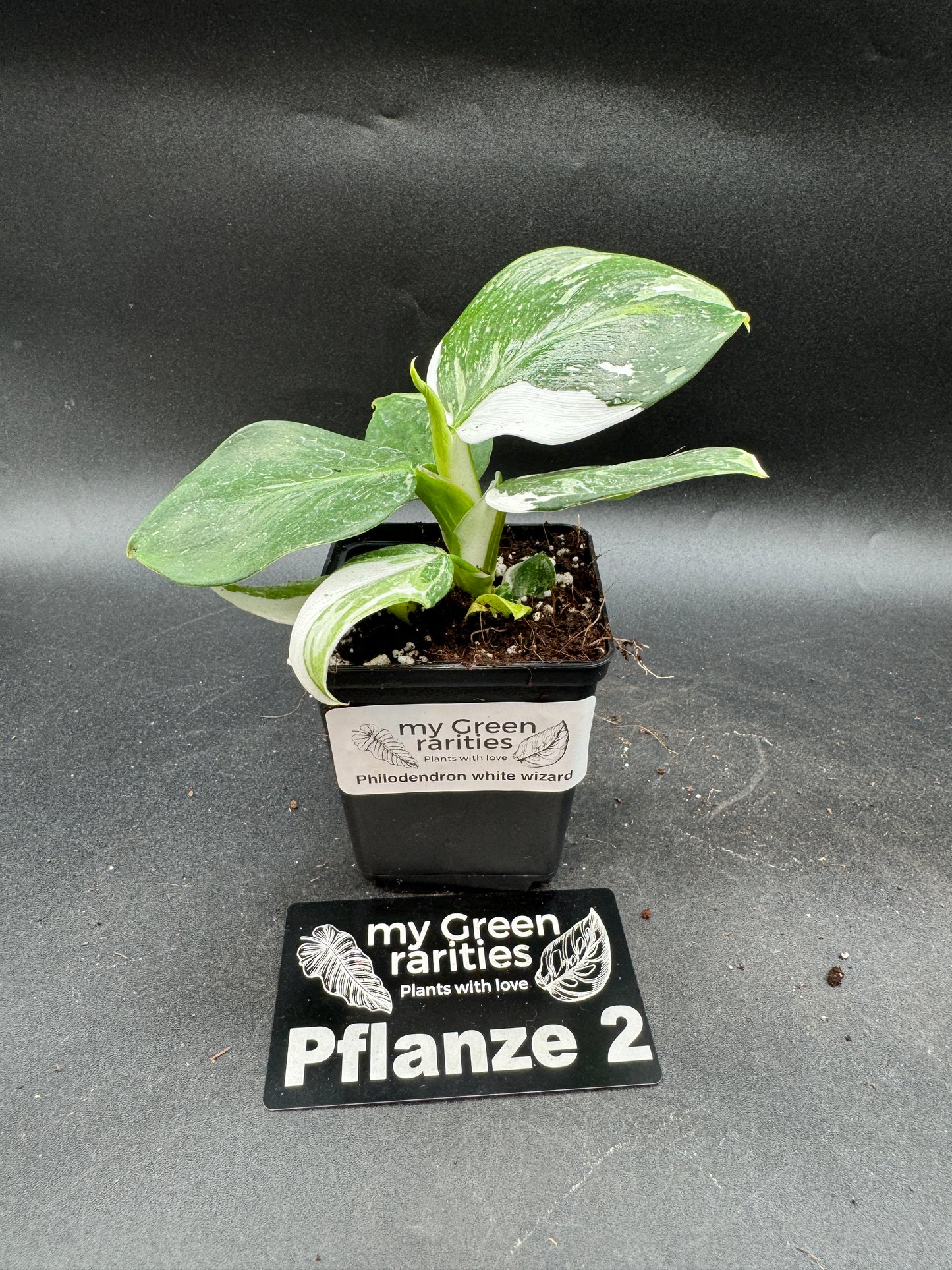 Philodendron White wizard