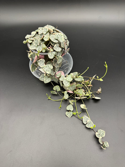 Ceropegia Woodii variegata